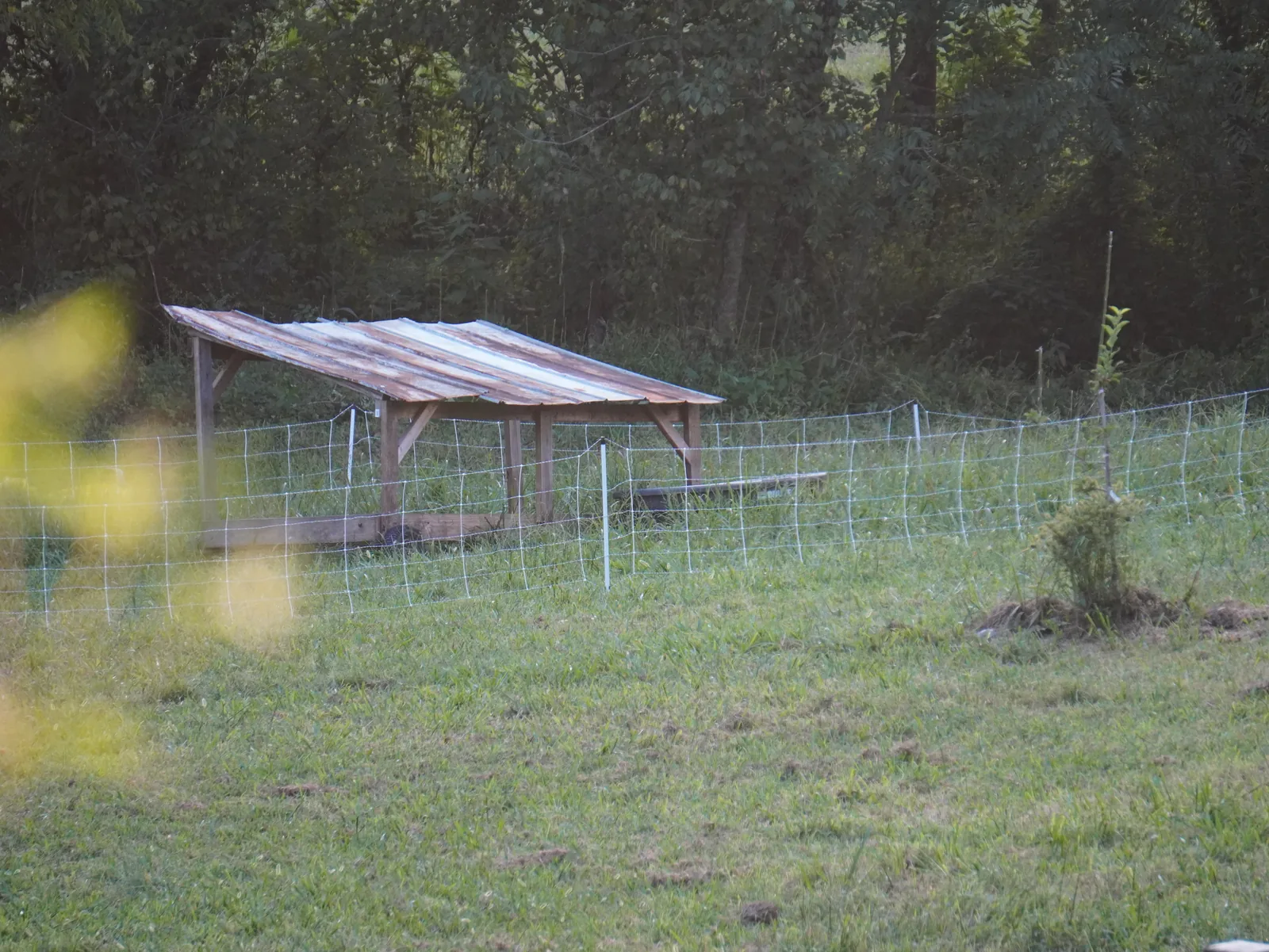 Pig shelter and pasture fencing at Smoky Mountain Acres